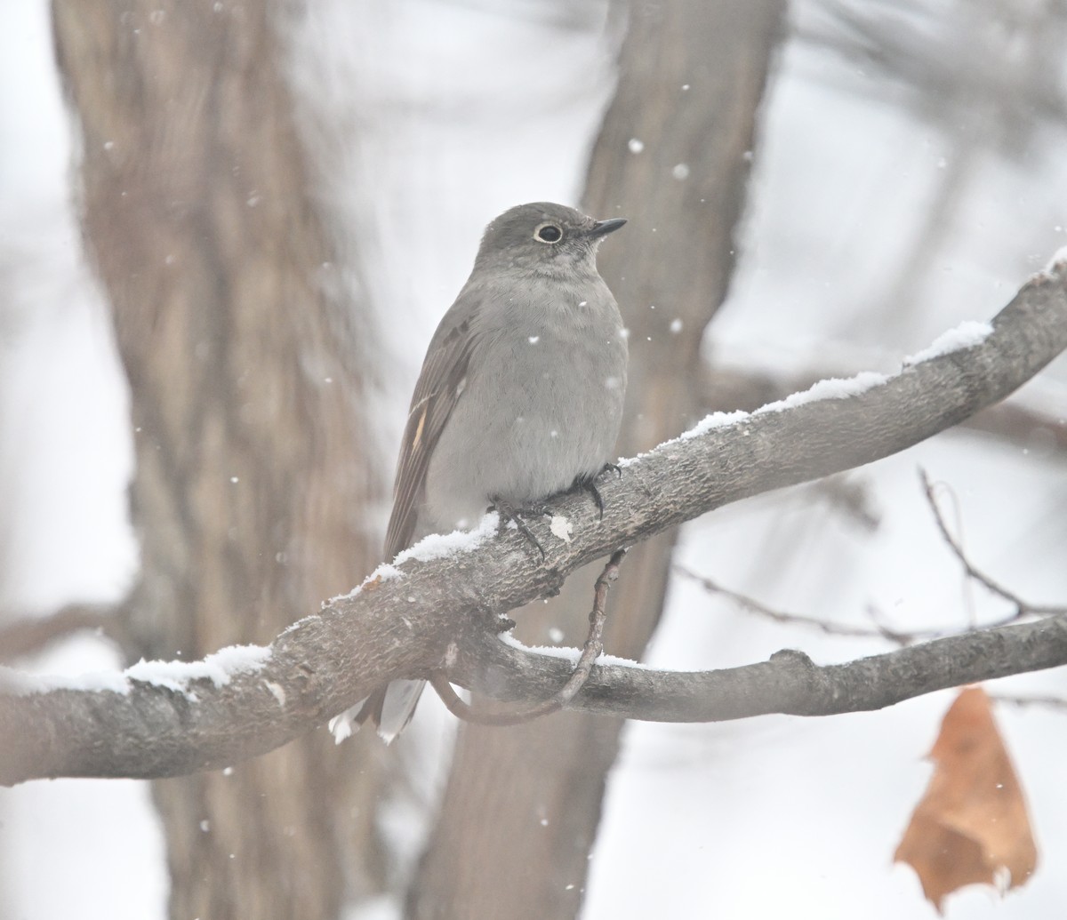 Townsendklarino - ML646723913