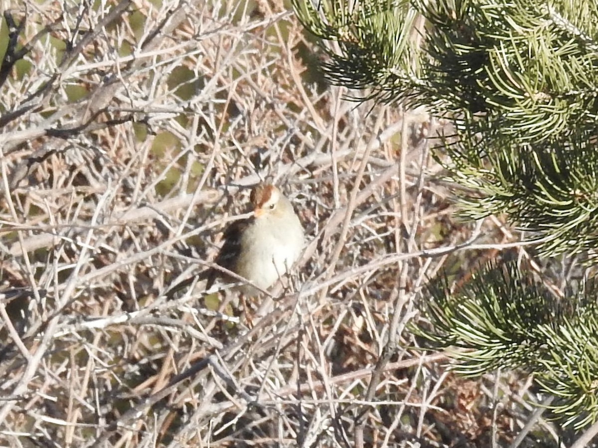 Белобровая овсянка - ML646723914