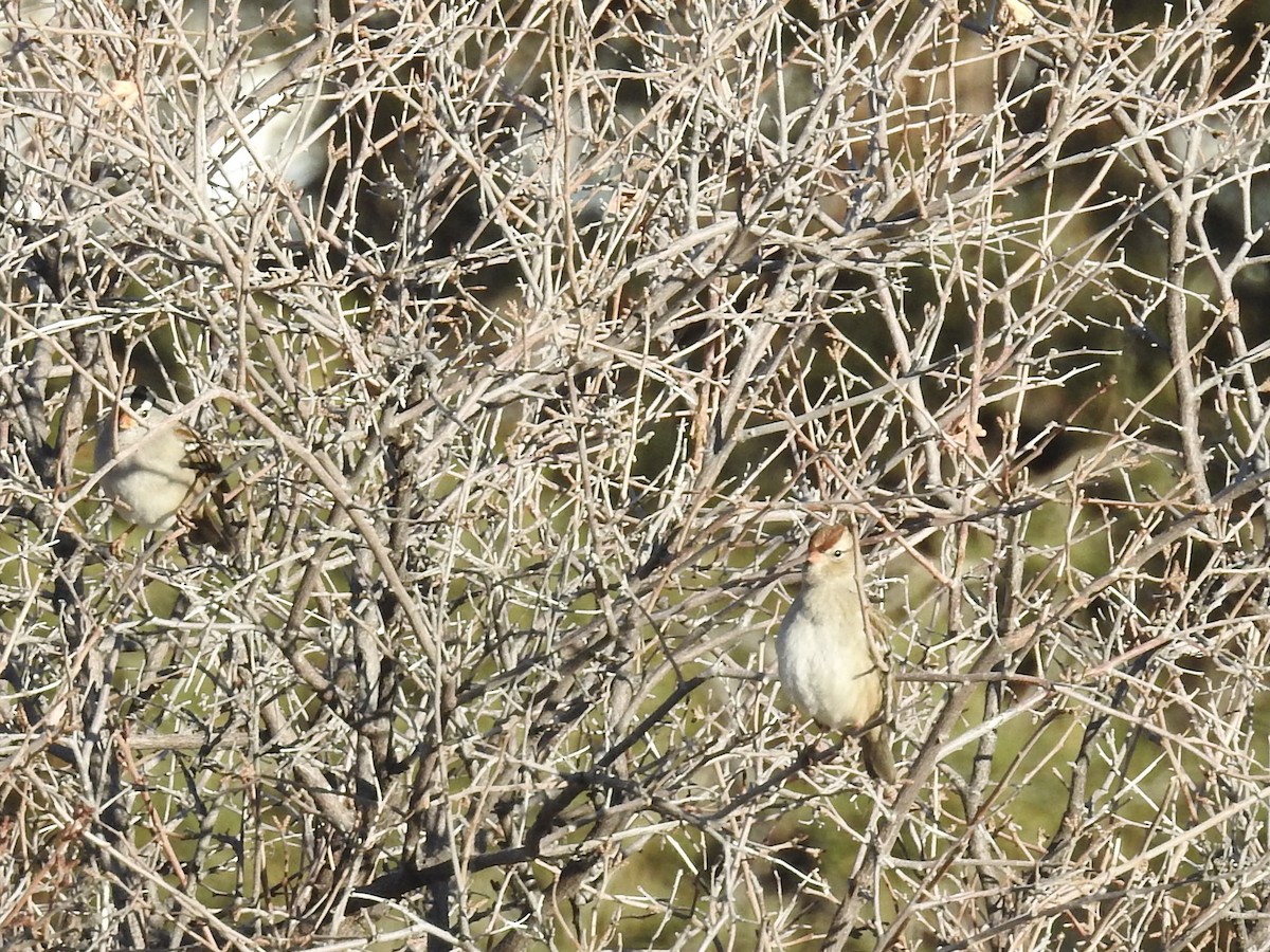 Белобровая овсянка - ML646723915