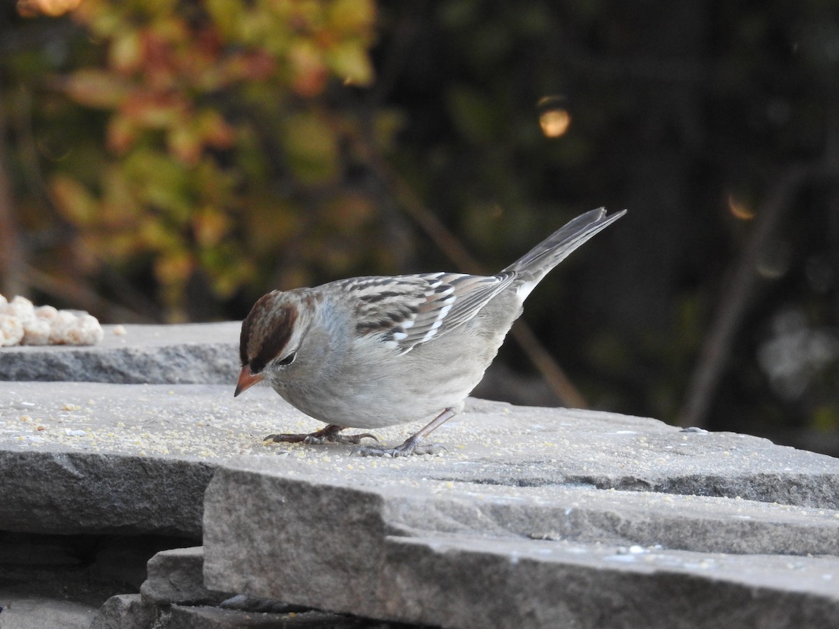 Белобровая овсянка - ML646723916