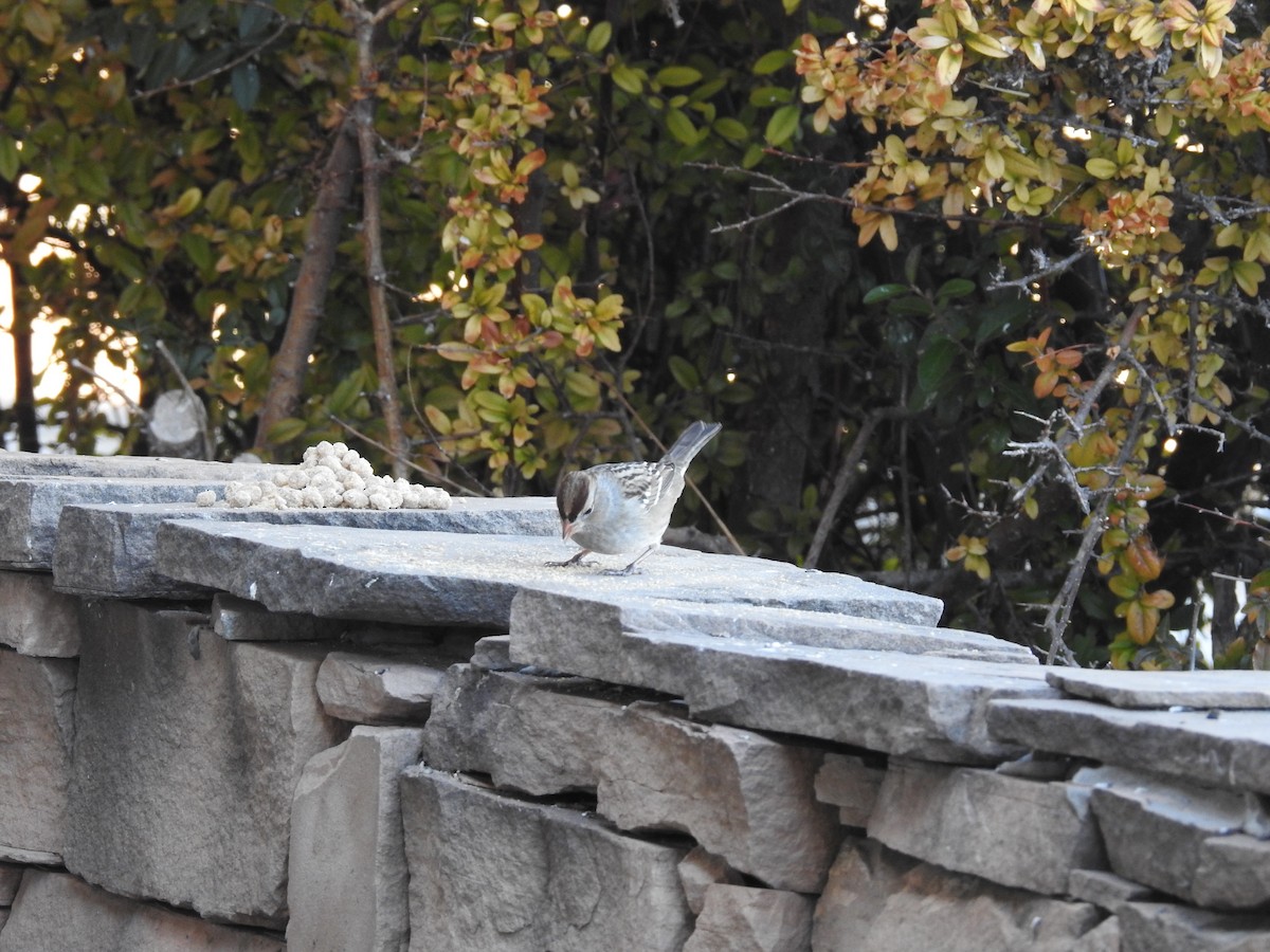 Белобровая овсянка - ML646723917