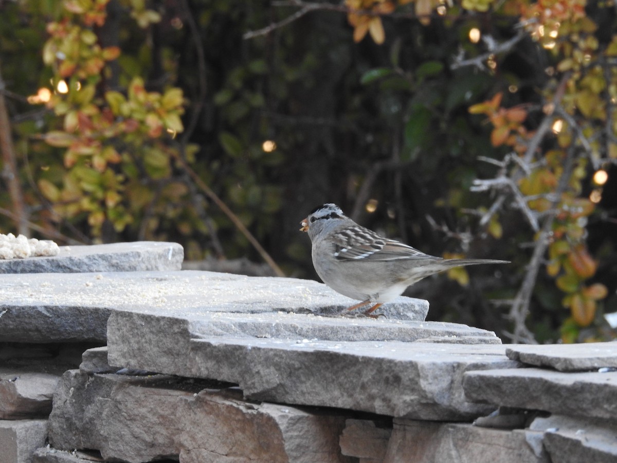 Белобровая овсянка - ML646723918