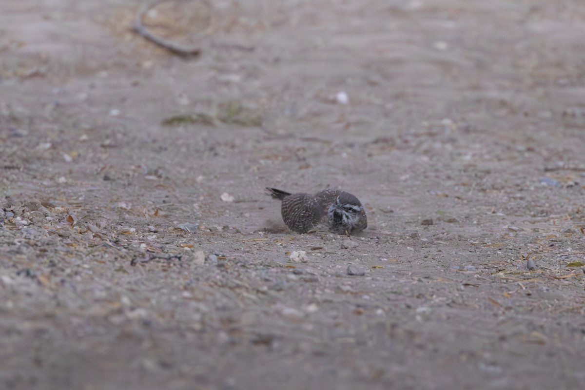Cactus Wren - ML646723919