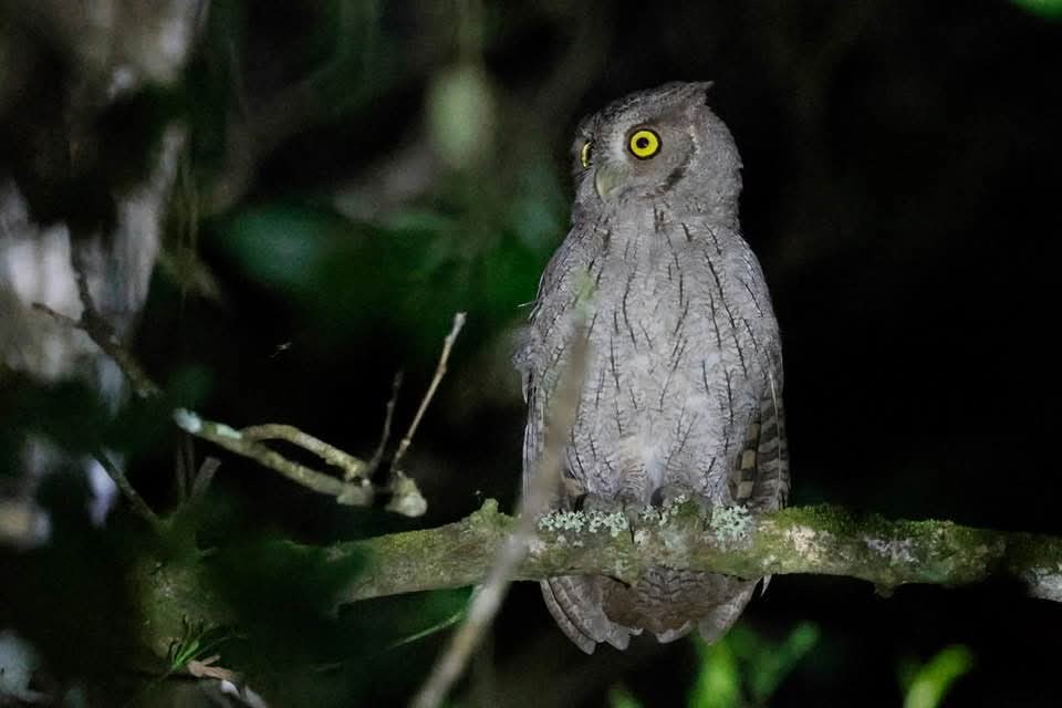 Pacific Screech-Owl - ML646723920