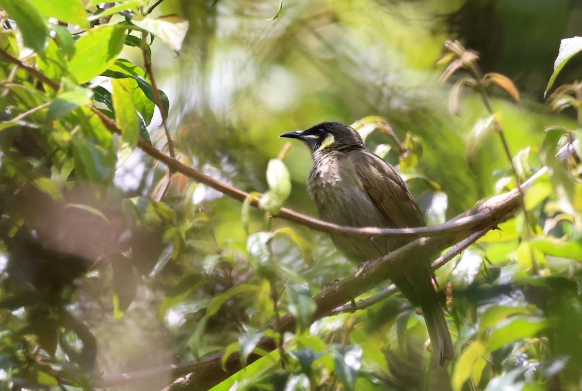 Yellow-spotted Honeyeater - ML646723936