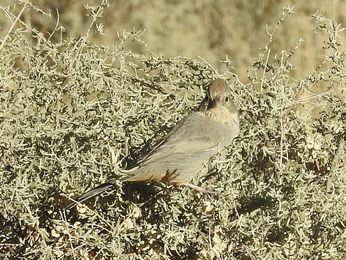 Бурый тохи - ML646723937