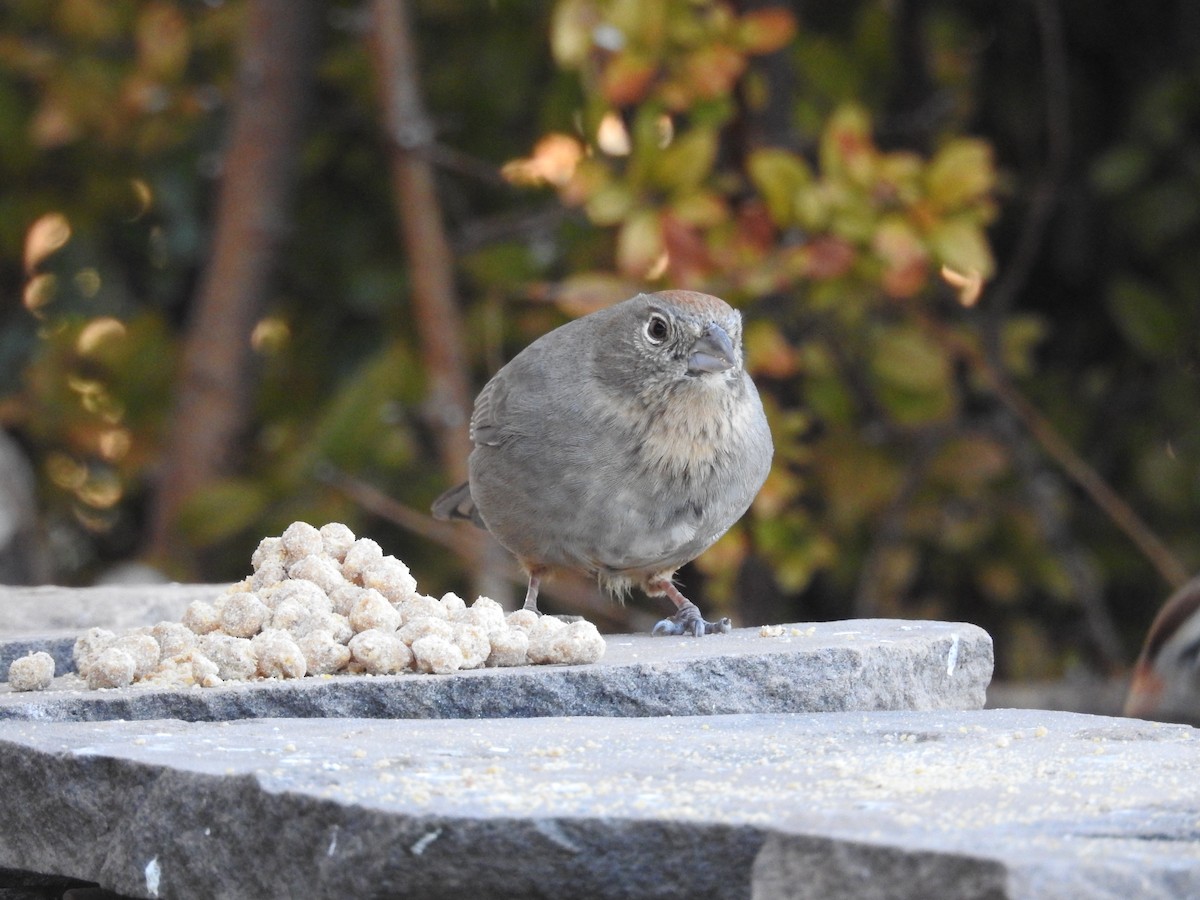 Бурый тохи - ML646723938