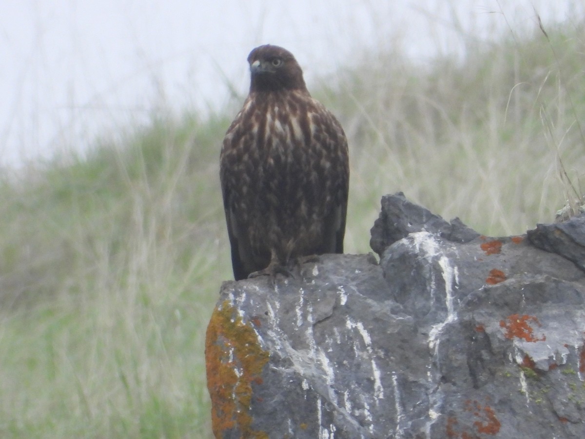 Rotschwanzbussard - ML646723946