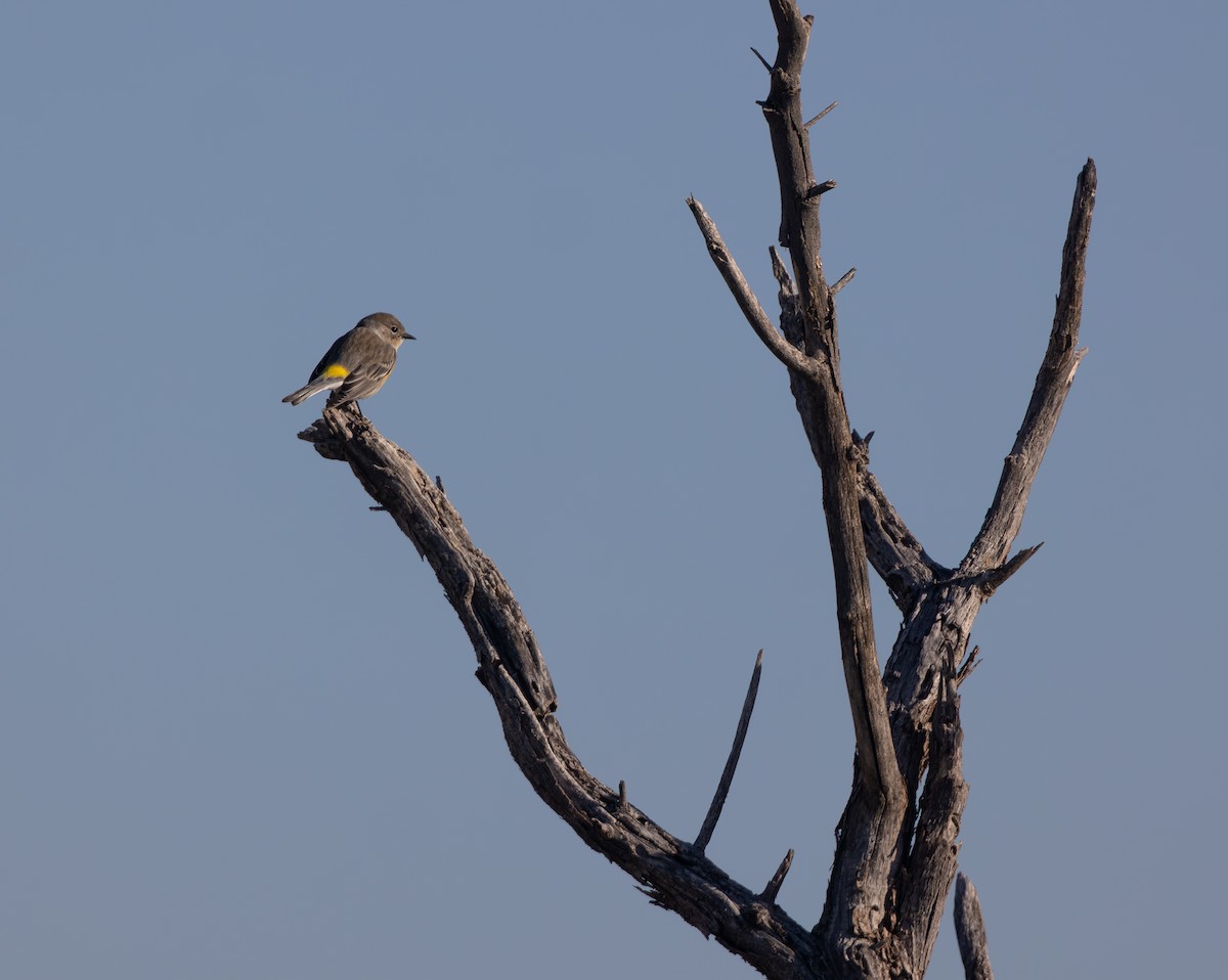 Paruline à croupion jaune - ML646723963
