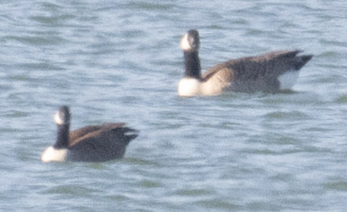 小加拿大雁 - ML646723964