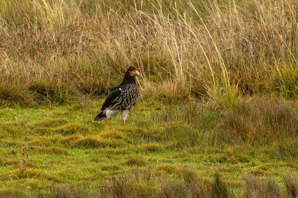 Carunculated Caracara - ML646723965