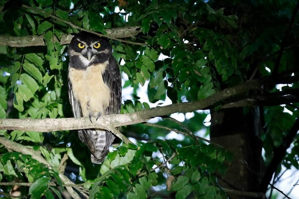 Chouette à lunettes - ML646723967