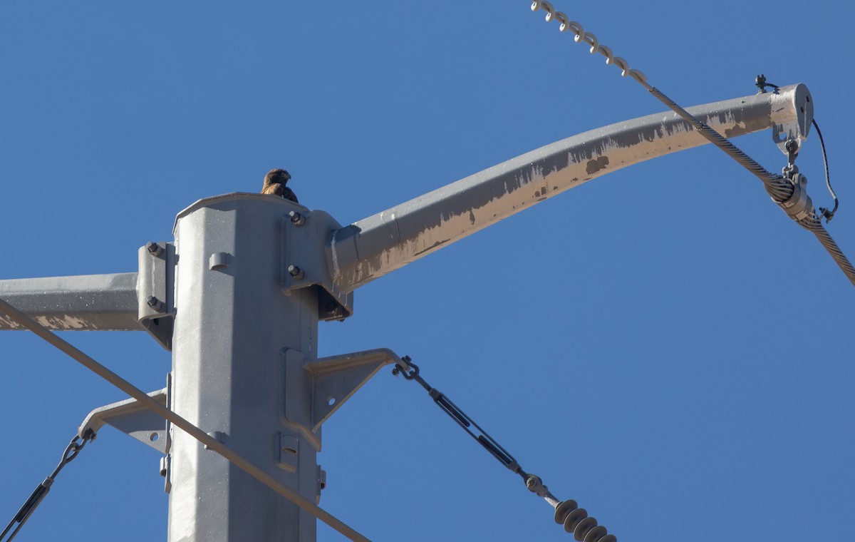 Buse à queue rousse - ML646723980