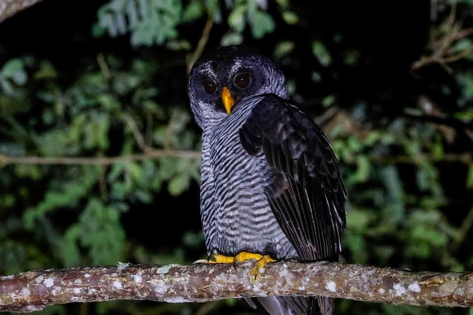 Chouette à lignes noires - ML646723981