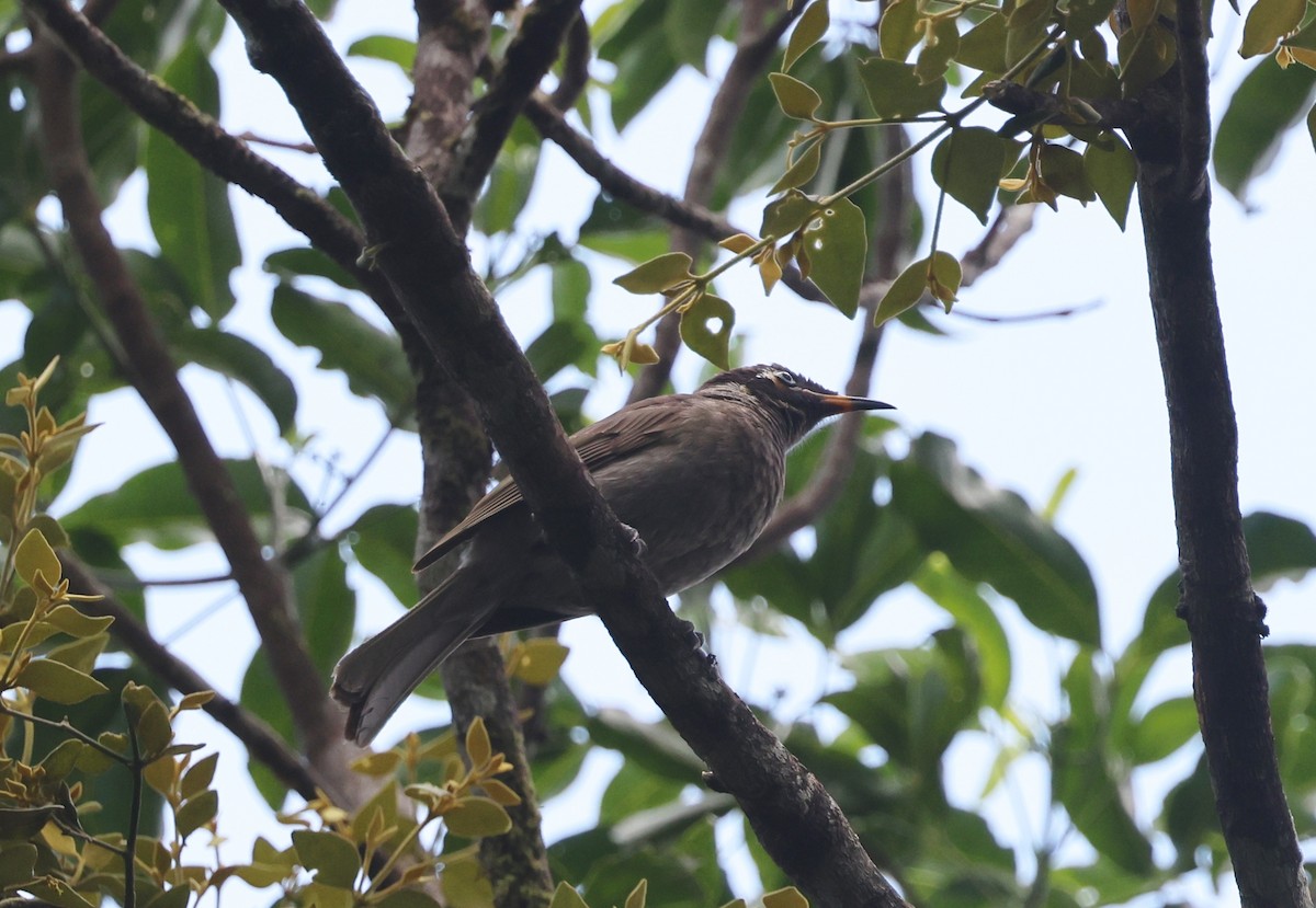 Bridled Honeyeater - ML646723983