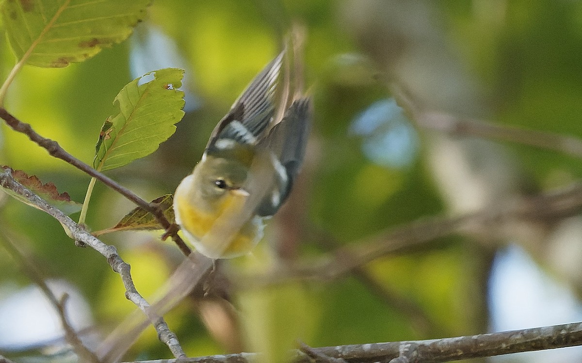 stryparula - ML646723985