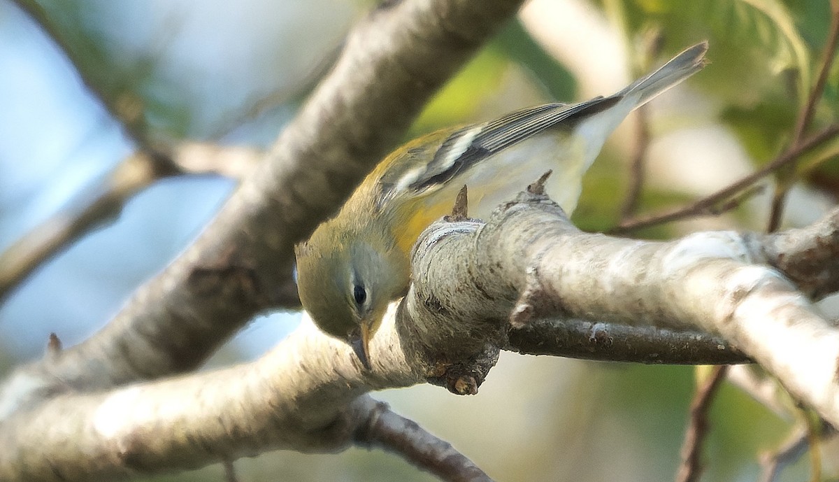 stryparula - ML646723986