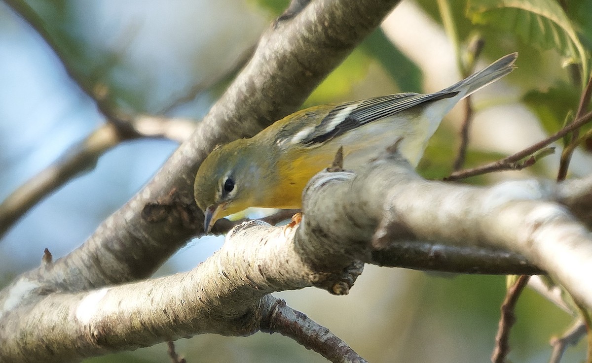 stryparula - ML646723987