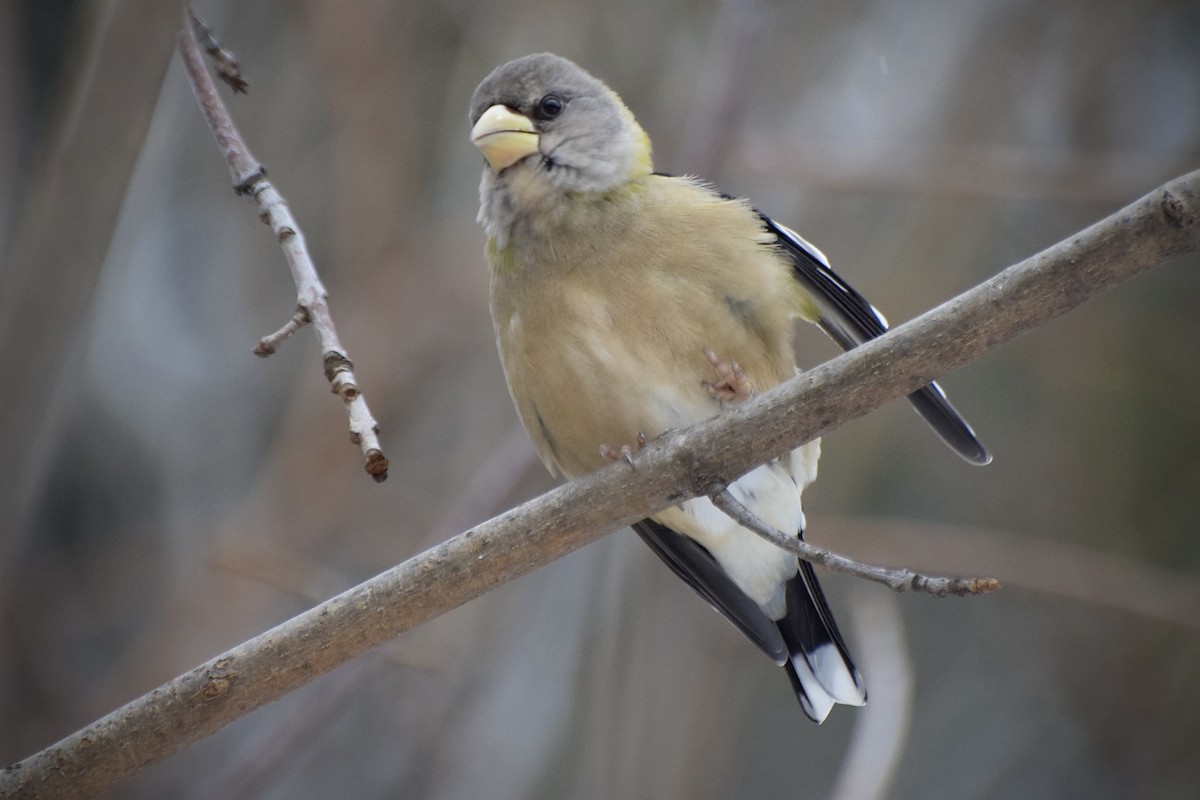 gulbrynkjernebiter - ML646723990