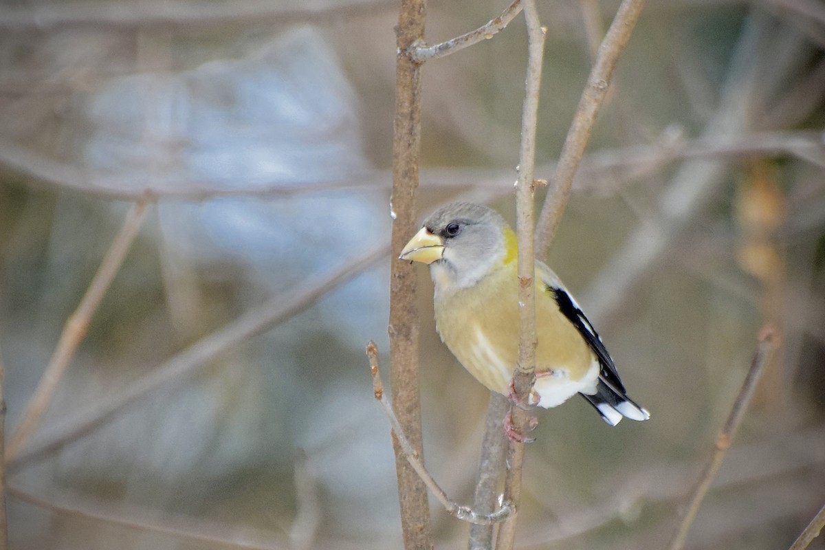 עב-מקור ערב - ML646723991