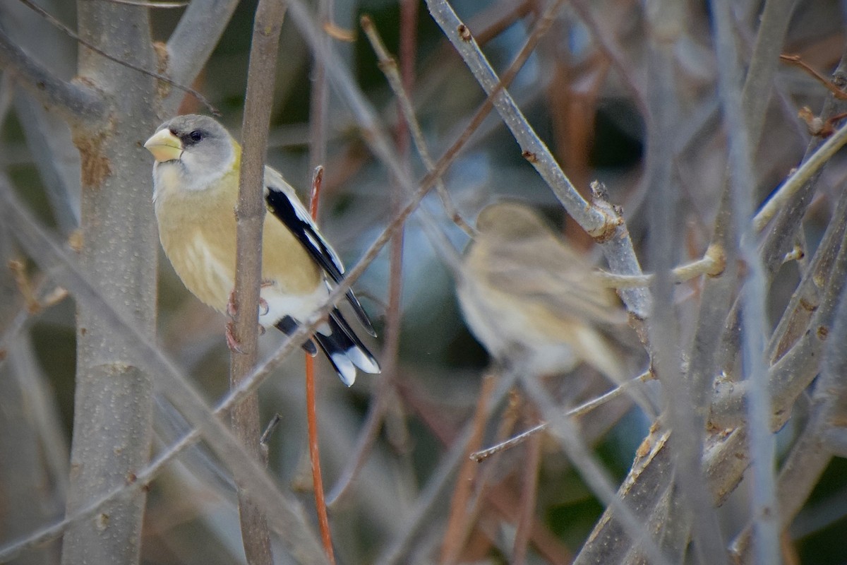 gulbrynkjernebiter - ML646723992