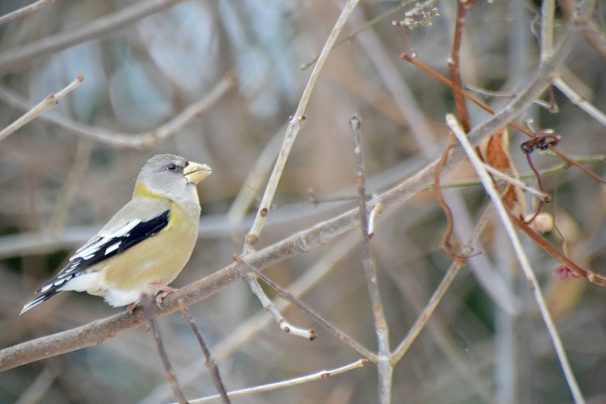 gulbrynkjernebiter - ML646723993