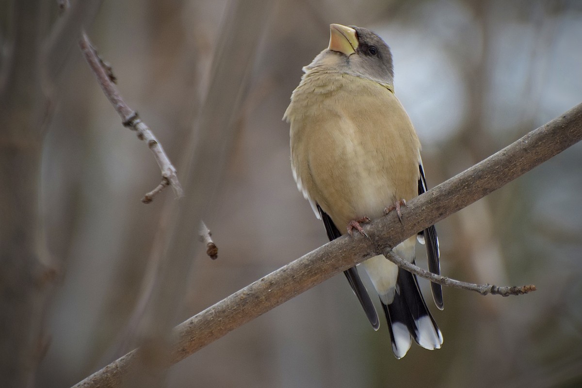 gulbrynkjernebiter - ML646723994