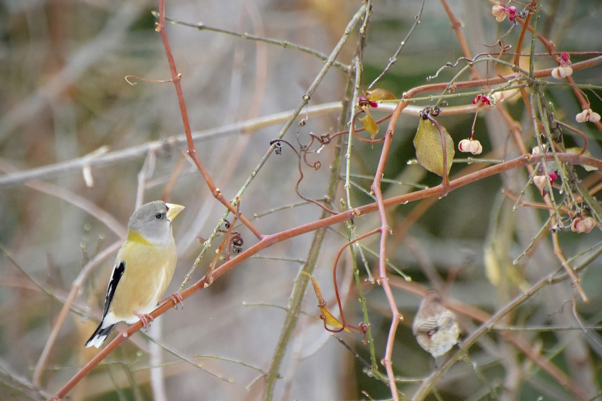 gulbrynkjernebiter - ML646723995