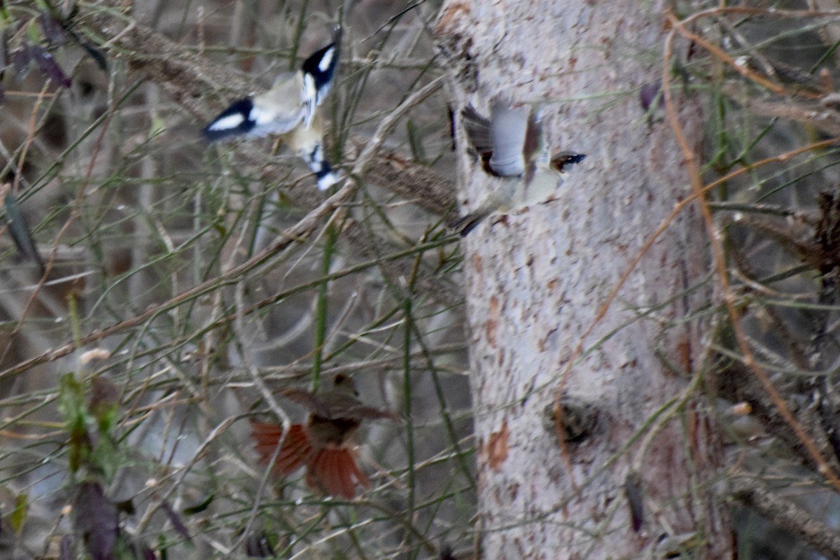 gulbrynkjernebiter - ML646723996