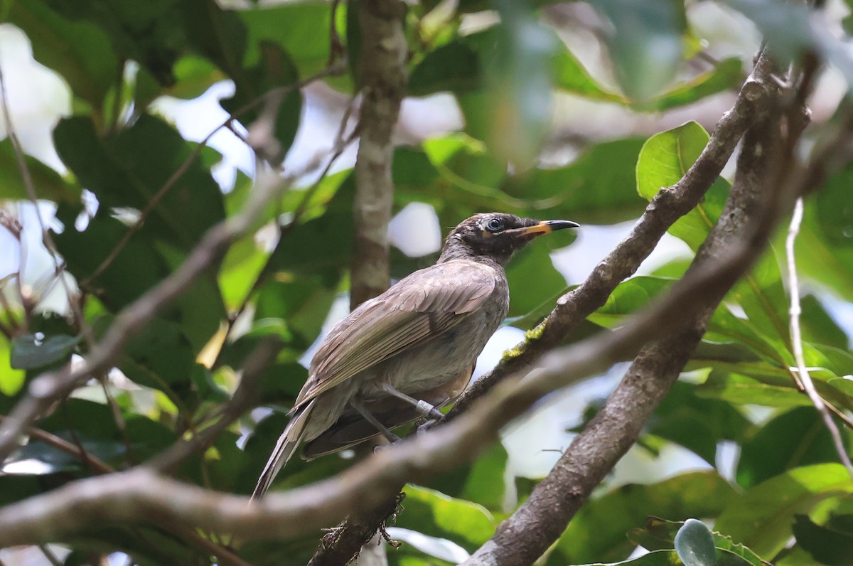Bridled Honeyeater - ML646723997