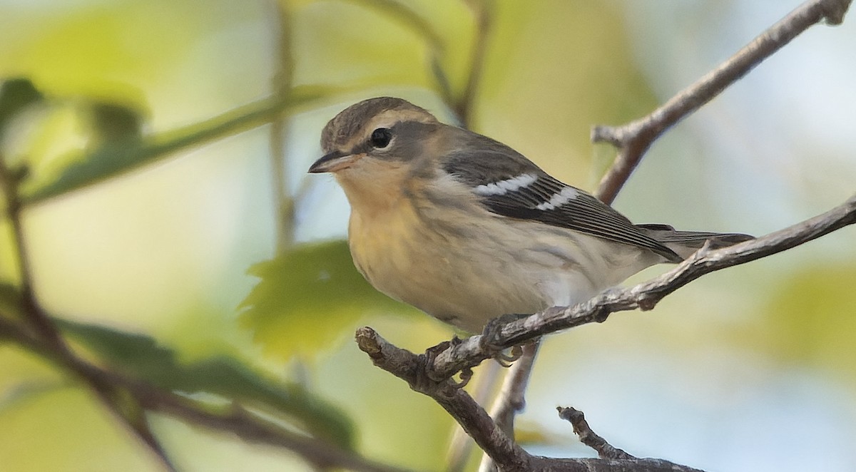 hemlokkparula - ML646723999