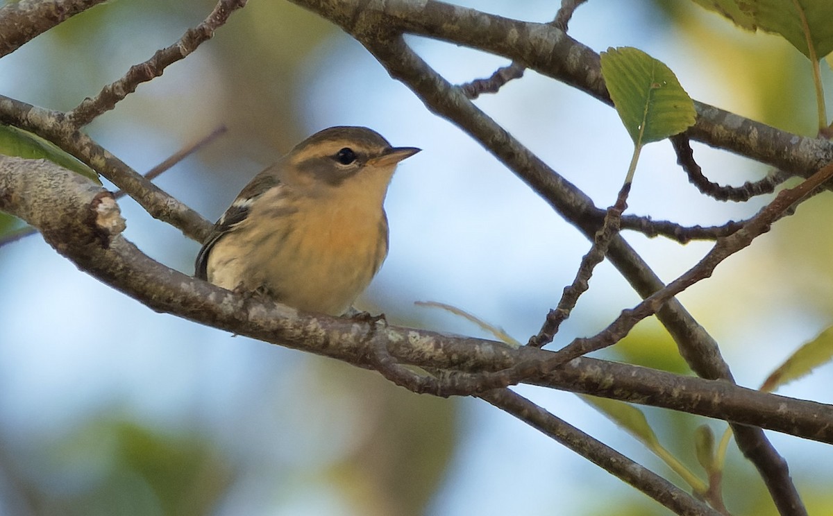 hemlokkparula - ML646724000