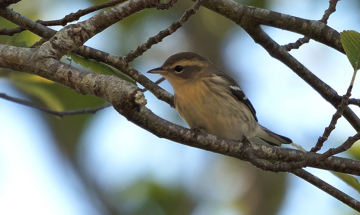 hemlokkparula - ML646724001