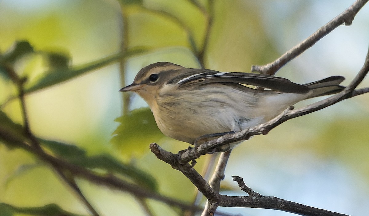 hemlokkparula - ML646724002