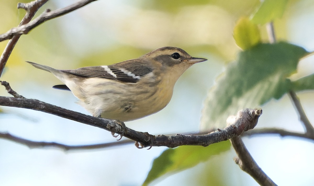 hemlokkparula - ML646724003