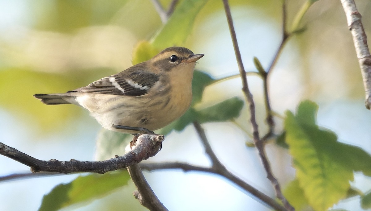 hemlokkparula - ML646724004