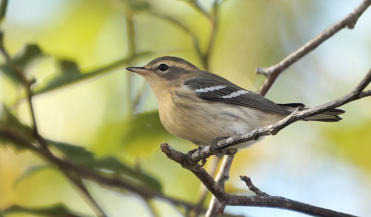 hemlokkparula - ML646724005