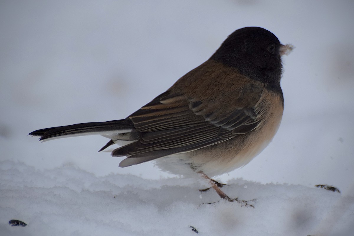 vinterjunko (oreganus gr.) - ML646724006