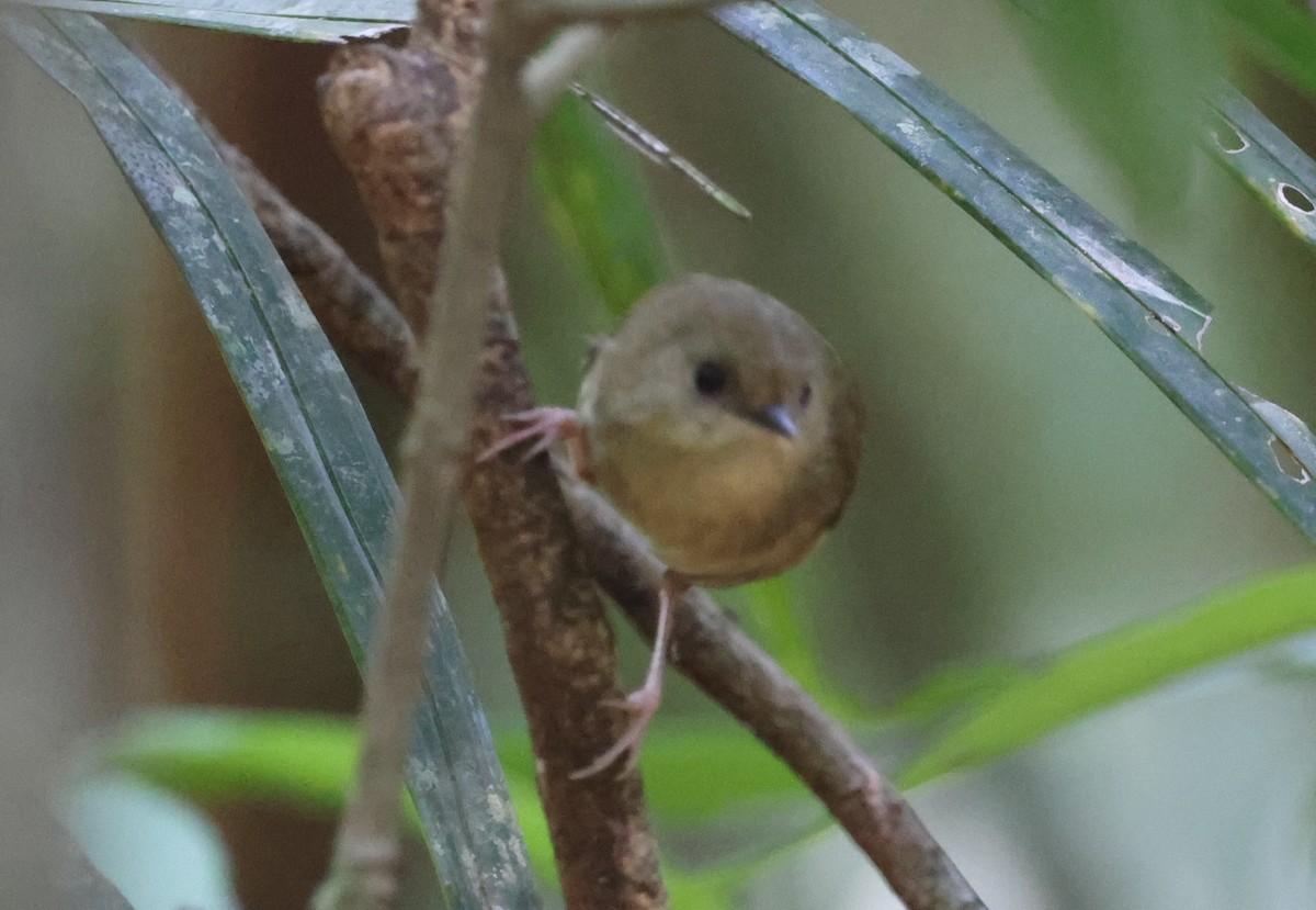 scrubwren sp. - ML646724007
