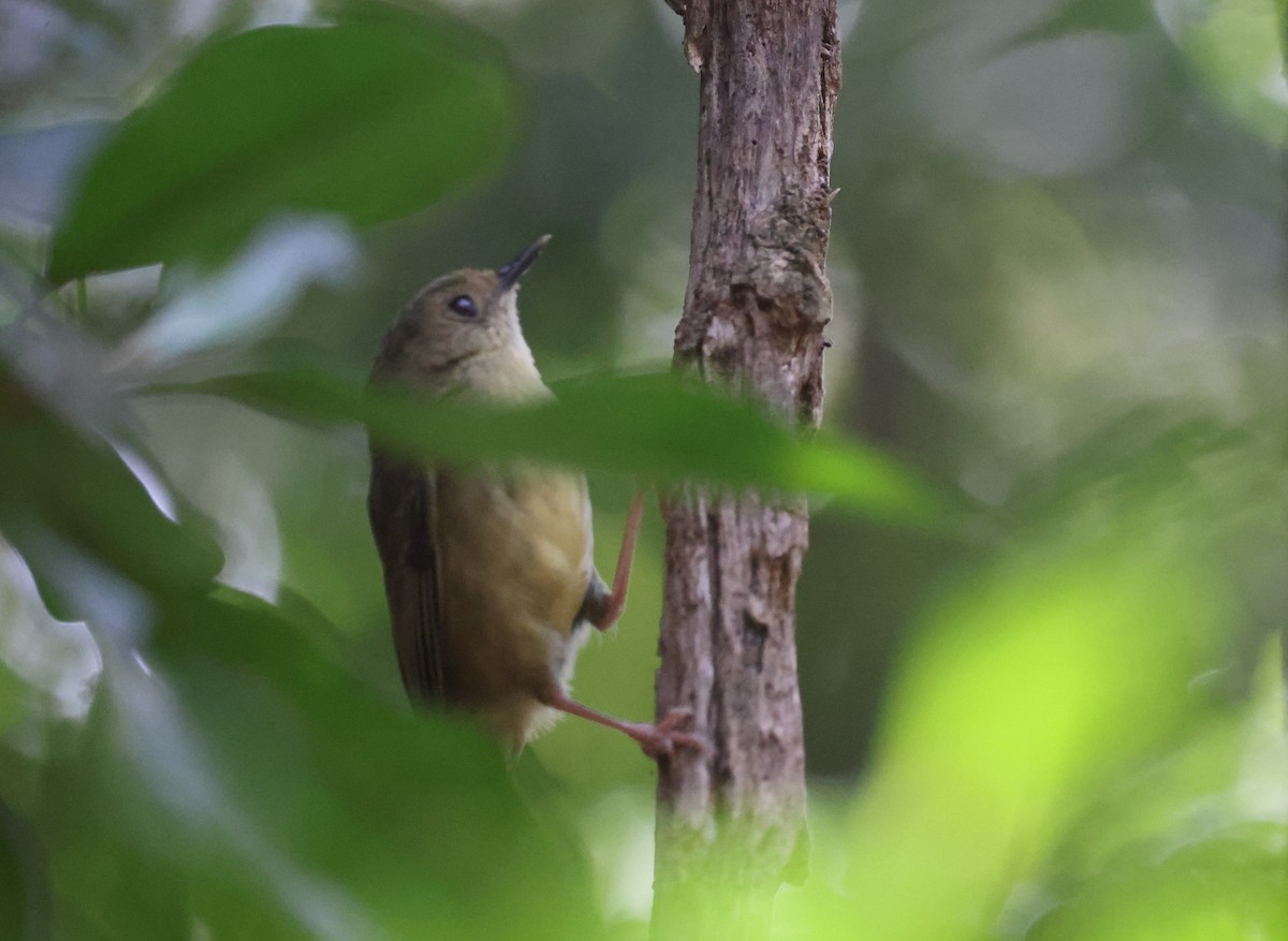 scrubwren sp. - ML646724009