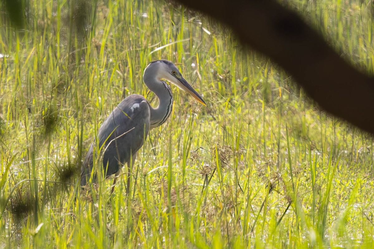 gråhegre - ML646724012