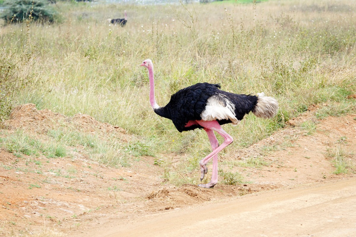 slettestruts - ML646724014