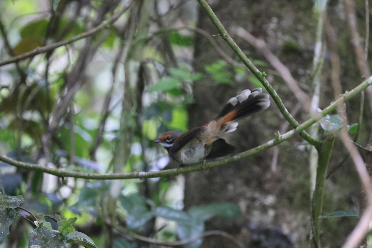 rustgumpviftestjert - ML646724015