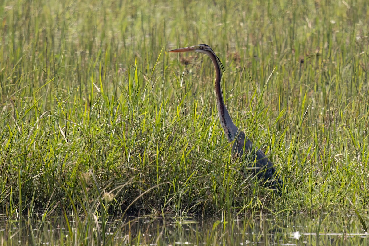 purpurhegre - ML646724018