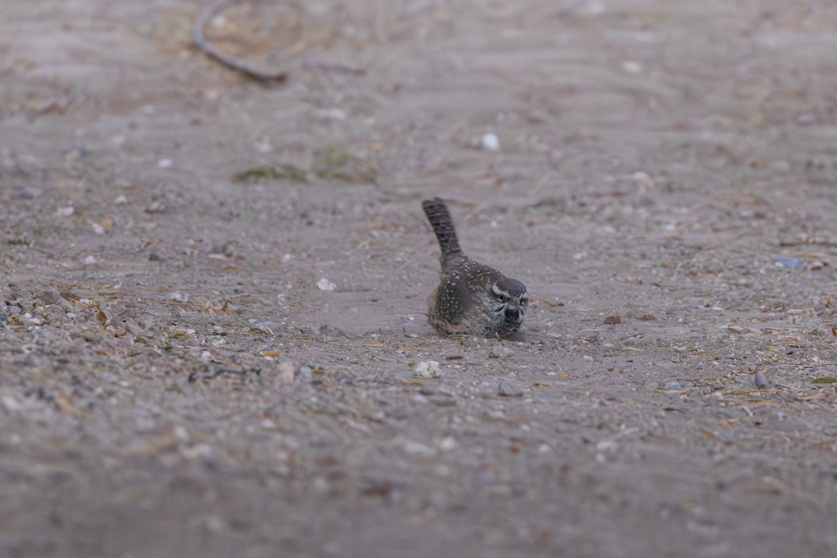 kaktussmett - ML646724019