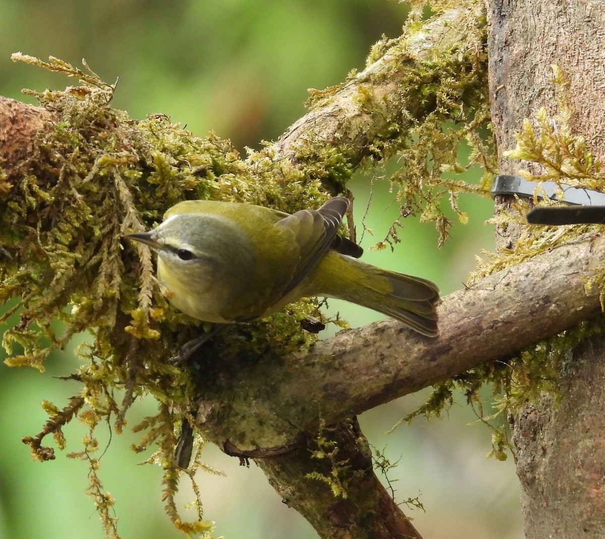 møllparula - ML646724020