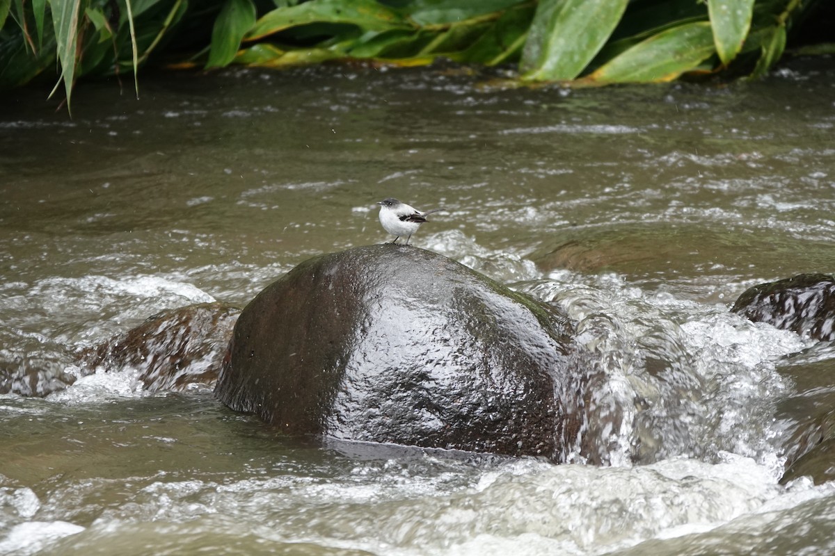 strømtyrannulett - ML646724021