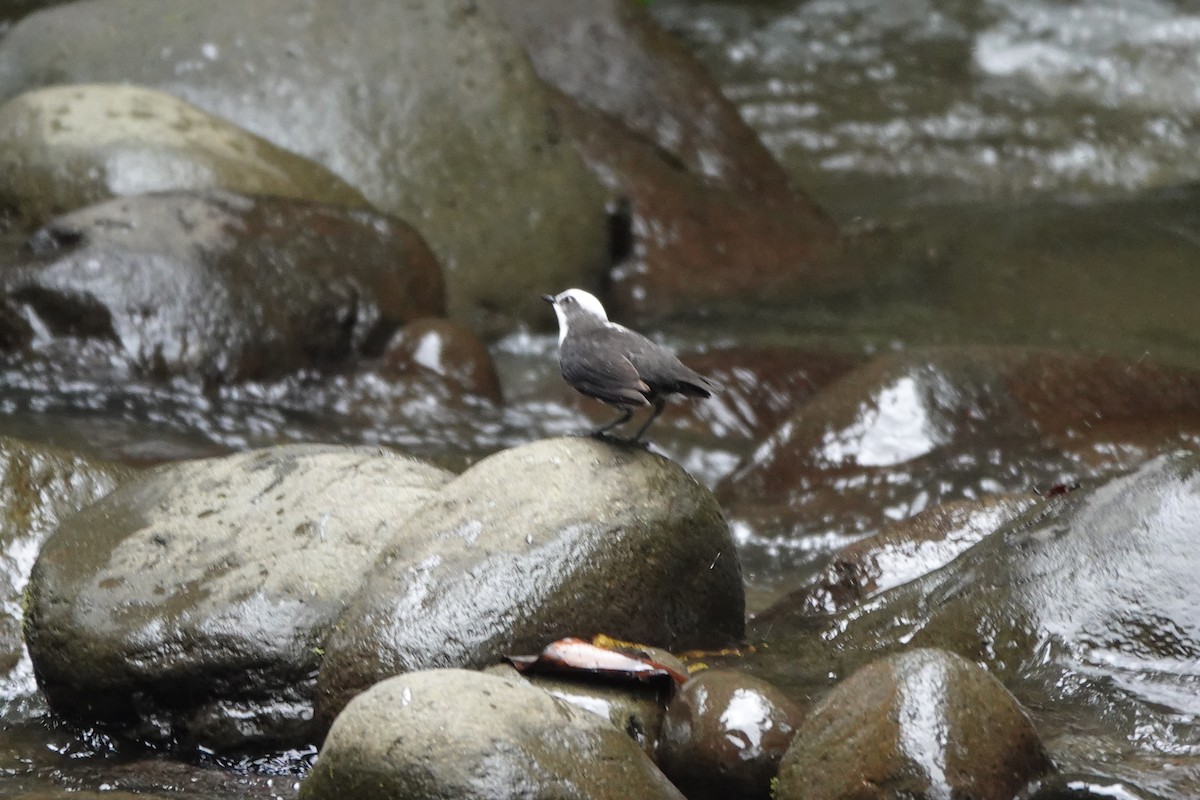 andesfossekall - ML646724024