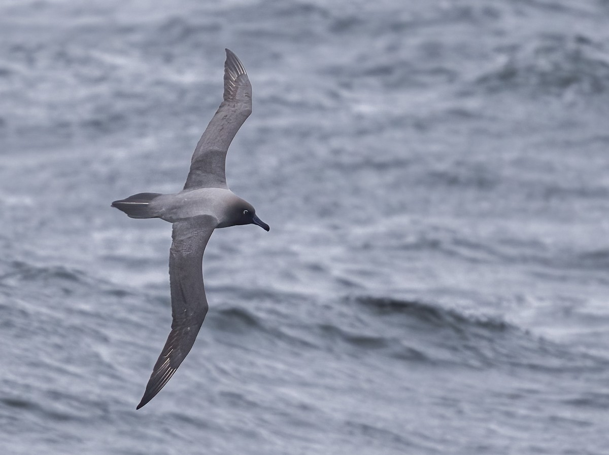 gråalbatross - ML646724026