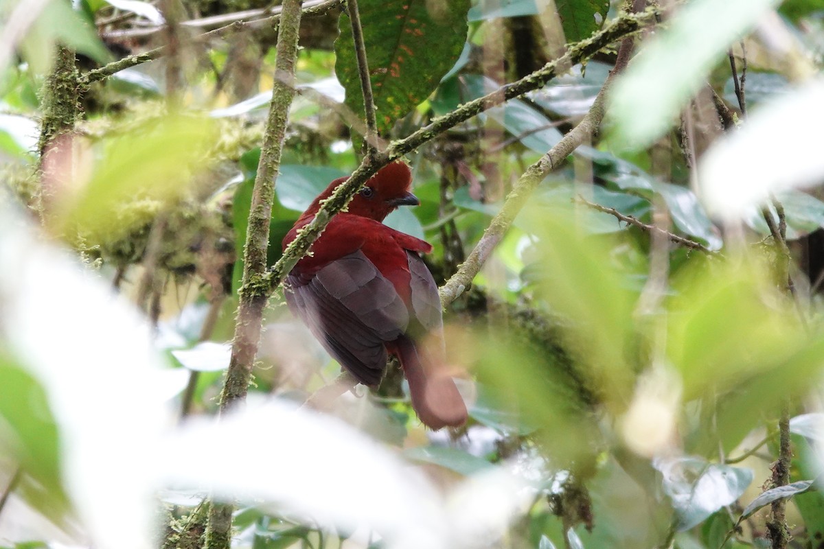 Andean Cock-of-the-rock - ML646724029